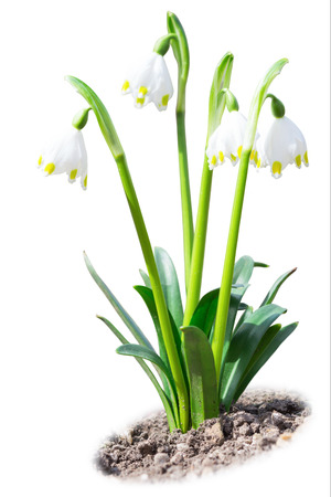 Beautiful leucojum white snowdrops spring flowers on soil ground isolatedの写真素材