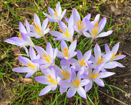 Tender light lilac crocus spring flowers on sunlight alpine meadowの写真素材