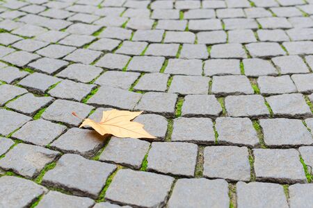 Single autumn maple yellow fallen leaf fall on old paved cobblestone pavement background with free copy-space area for your textの写真素材