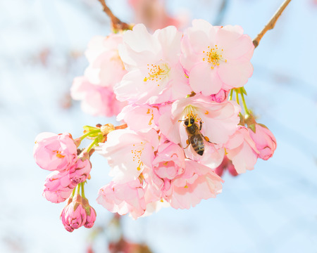 Honey bee pollinating springtime blooming orchard fruit garden and obtaining nectar and pollen from pink spring blossom flowersの写真素材