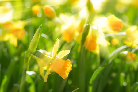 Yellow spring flowers of narcissus daffodils on sunshine meadow with bright backlit sunbeams sun rays. Toned and filtered stock photo with selective soft focus and shallow DOF.の写真素材