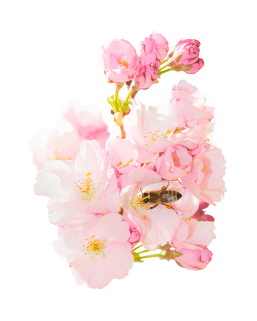 Isolated on white bunch of spring blossom pink flowers with honeybee pollinating springtime blooming orchard fruit garden and obtaining nectar and pollenの写真素材