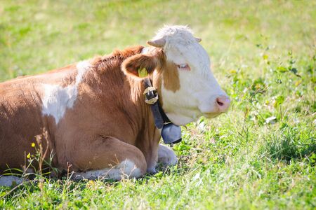 Purebred Hereford cow with bell lying on fresh green grass of Alps sunlight pasture meadowの写真素材