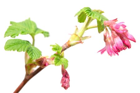Ribes sanguineum or red-flowering currant spring blossom purple flowers on branch. Isolated on white photo with shallow depth of field and selective focus pointの写真素材