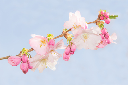 Spring crab apple tree delicate blossoms against blue sky. Stock photo with shallow DOF and selective soft focus point.の写真素材