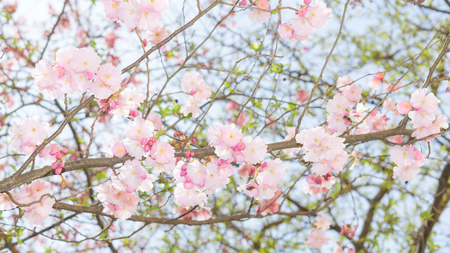 Springtime apple flowering tree with new fresh leaves and pink flowers bloomの写真素材