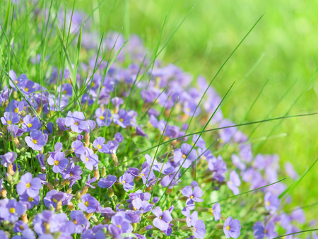 Small blue field flowers on sunlight alpine meadow background stock photo with shallow depth of fieldの写真素材