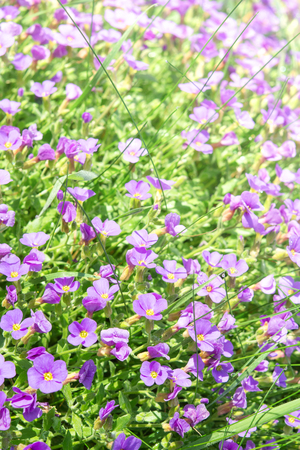 Vertical floral background with small violet Aubrieta flowers and grass in sunshine ornamental garden. Stock photo with selective focus point and shallow depth of field.の写真素材