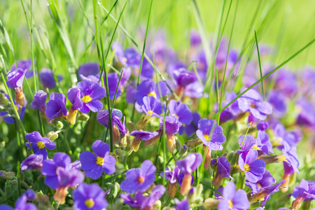Multitude Aubrieta small blue flowers in grass on sunny alpine mountain glade with dew dropsの写真素材
