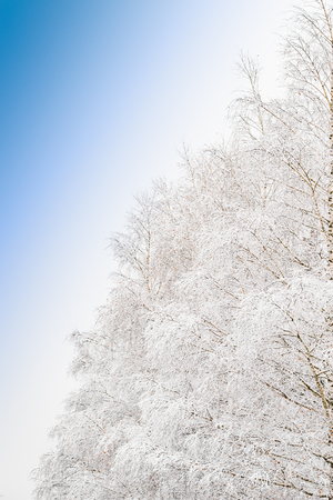 Beautiful frosty morning view with frozen branches of snowy tree in snow-covered forestの写真素材