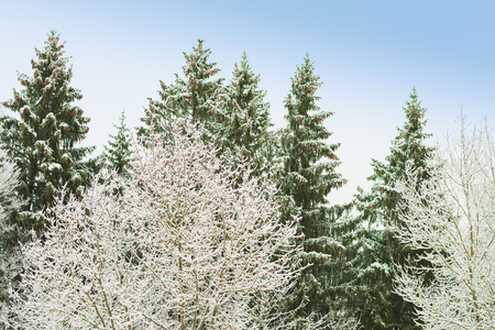 Snowy trees with frosty branches in snowbound winter forestの写真素材