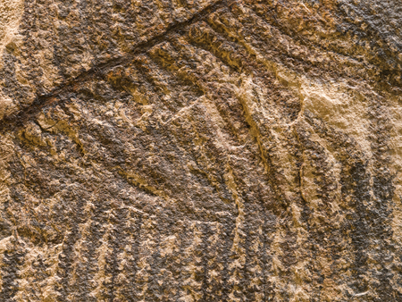 Archaeological background with stone texture and petrified prehistorical ferns frondの写真素材