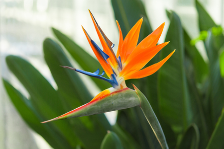 Exotic tropical flower of Strelitzia reginae or bird of paradise in greenhouseの写真素材
