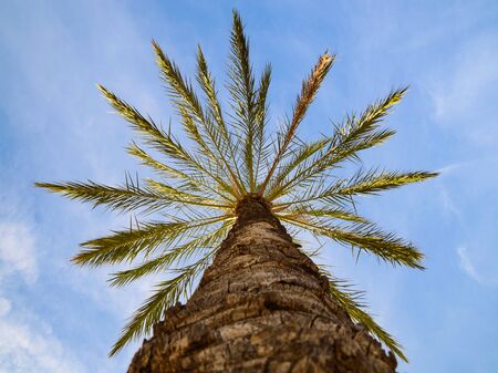 Bottom point of view up of sunlit phoenix date palm tree against the blue skyの写真素材
