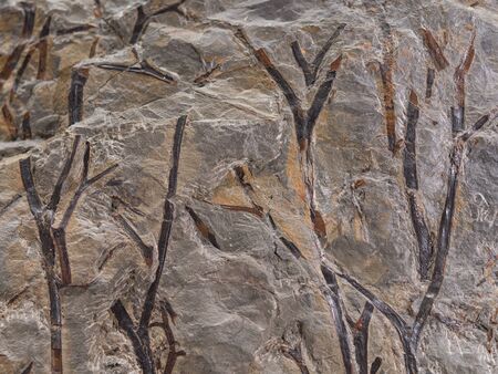 Fossil imprint on the stone of prehistorical plants stems