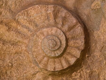 Prehistoric ammonite fossilized imprint on stone. Paleontologic find of jurassic era shell.