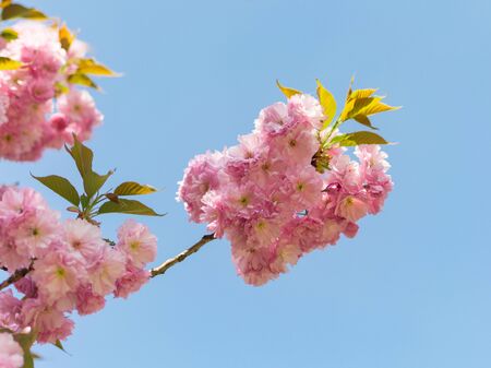 Spring pink flowers on the branch of blooming Chinese plum against the blue clear skyの写真素材