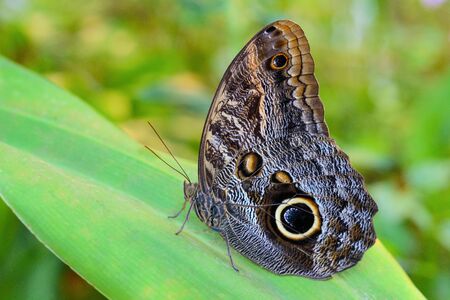 Exotic Yellow-edged Giant Owl butterfly Caligo on leaf in Amazonian tropical forestの写真素材