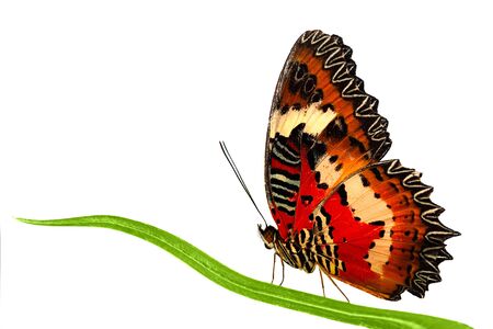 Side view of Leopard Lacewing butterfly sitting on grass leaf. Stock photo isolated on white background.の写真素材