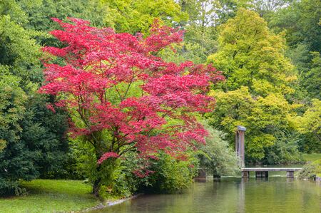 Tree with red colored foliage growing on shore of creek with wooden bridge in autumn parkの写真素材