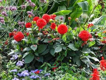 Red Dahlia last flowers in autumn backyard flowerbedの写真素材