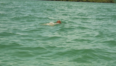 Turtle on Punta Allen, Quintana Roo, Méxicoの写真素材