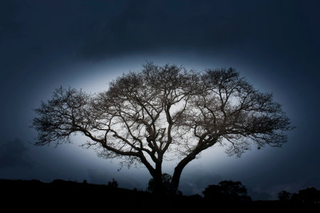 Mystic treeの写真素材