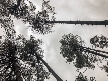 Trees in the Ajusco National Parkの写真素材