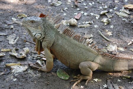 iguana in Manzanillo, Colimaの写真素材