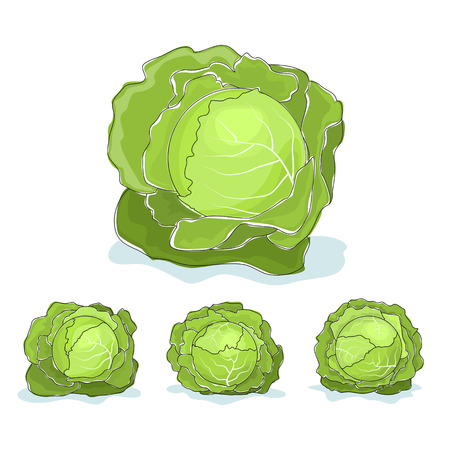 Cabbage , four kinds of cabbage , vegetable on a white background , vector illustrationのイラスト素材