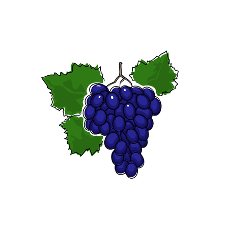 Purple Berry Grapes Isolated on White, Fruit Grapes, Vector Illustrationのイラスト素材