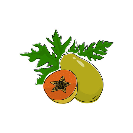 Papaya Isolated on White Background, Tropical Fruit Pawpaw, Vector Illustrationのイラスト素材