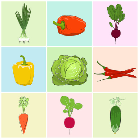 Icons Vegetables, Fresh Cucumber, Green Onion and Beetroot, Orange and Yellow Sweet Pepper, Icons Radish and Hot Chile Pepper, Carrot with White Cabbage, Vector Illustrationのイラスト素材