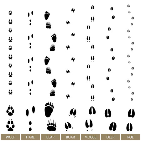 Traces of Forest Animals, Animal Track Vector Illustration