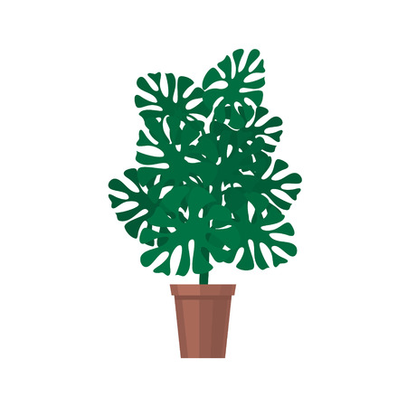 Monstera houseplant, green plant in a pot isolated on white background, vector illustrationのイラスト素材