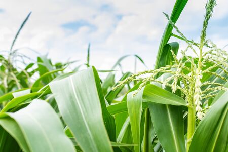 Green leaves of corn on a clear summer dayの写真素材