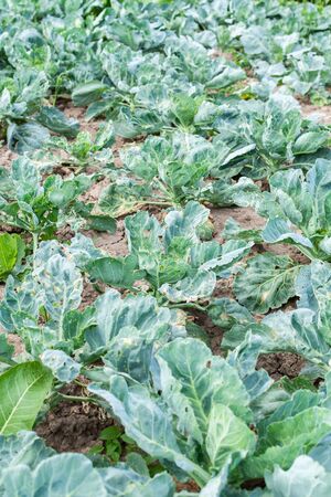 Young green cabbage leaves close up, fresh organic vegetables from the gardenの写真素材