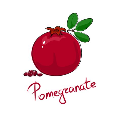 Red pomegranate and text Pomegranate , tropical fruit isolated on white background, vector illustrationのイラスト素材