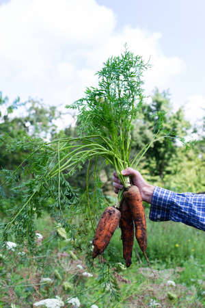 Farmer holding a fresh organic bunch of carrot with tops, young raw vegetables from a garden bedの写真素材