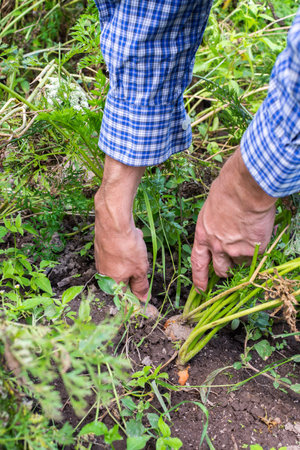 Farmer digs fresh organic carrots with tops from the ground, young raw vegetables from a garden bed