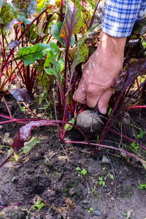 Farmer digs fresh organic beets with tops from the ground, young raw vegetables from a garden bedの写真素材