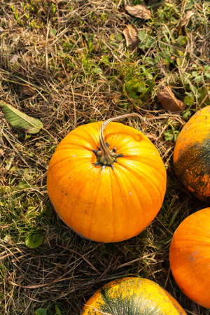 Orange and green pumpkins on the ground, pumpkin harvest, fresh organic vegetables from the gardenの写真素材