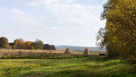 Autumn work in the garden after harvest, sheaves of dry corn stalksの写真素材
