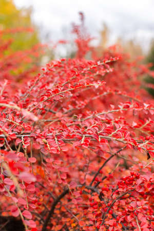 Red autumn bush cotoneaster with berries close-up