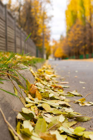 Yellow and green fallen autumn leaves lie along the road