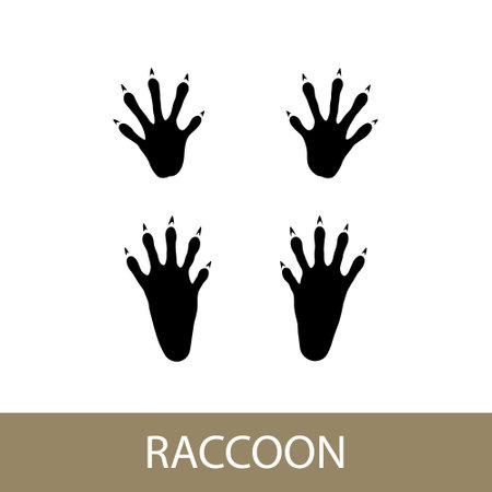 Trace of forest animal, raccoon mammal footprint, vector illustrationのイラスト素材