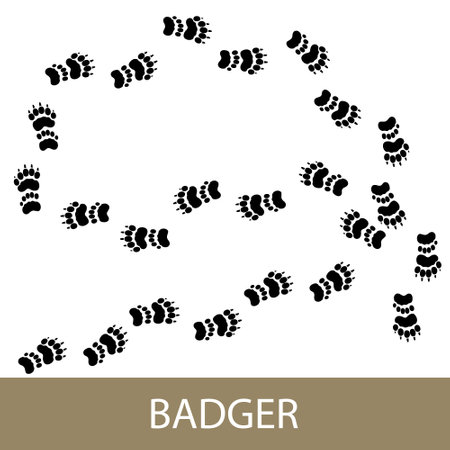 Trace of forest animal European badger, footprints of Eurasian badger , vector illustrationのイラスト素材