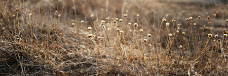 Wildflowers bloom in the Great Plains, grasses dance in the breeze as sunlight casts a warm glow, creating a serene landscape that invites exploration and reflection, bannerの素材