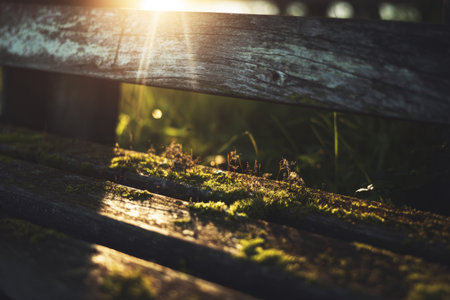 Moss covers a weathered wooden fence, while small wildflowers peek through, illuminated by soft morning light filtering through the trees in a tranquil forest settingの素材