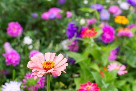 Different flowers are in bloom in a garden. Colors include pink, orange, and purple. Green leaves surround the flowers in a vibrant scene on a sunny dayの写真素材